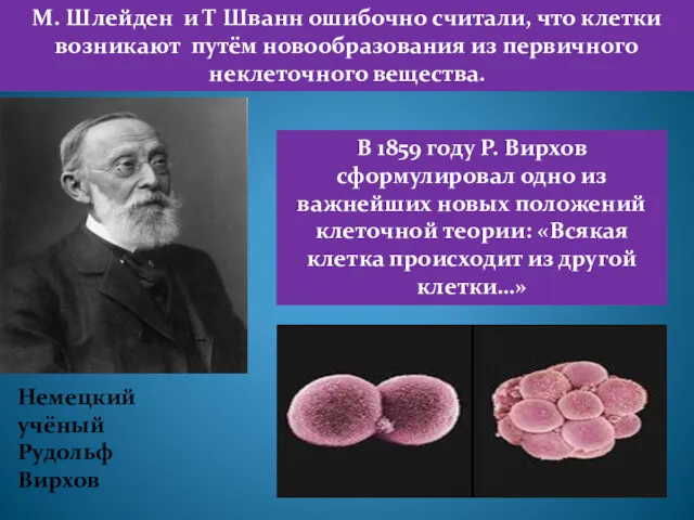 М. Шлейден и Т Шванн ошибочно считали, что клетки возникают