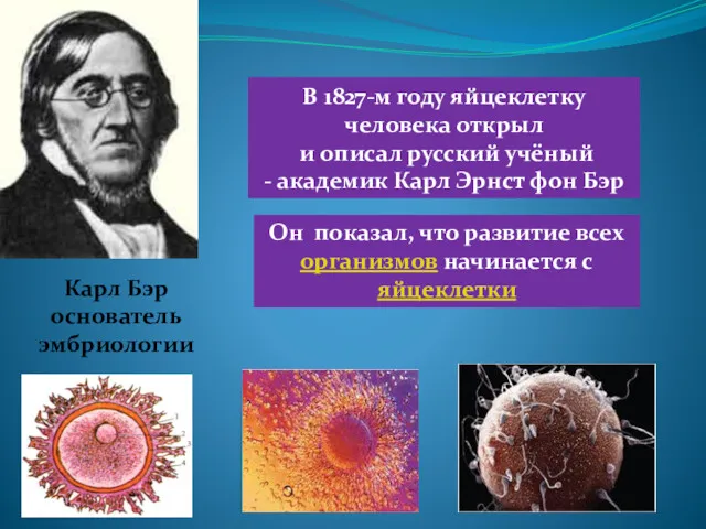 Карл Бэр основатель эмбриологии Он показал, что развитие всех организмов