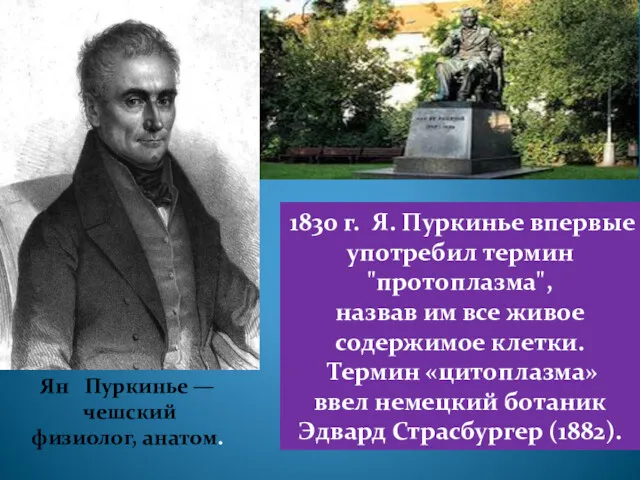 Ян Пуркинье — чешский физиолог, анатом. 1830 г. Я. Пуркинье