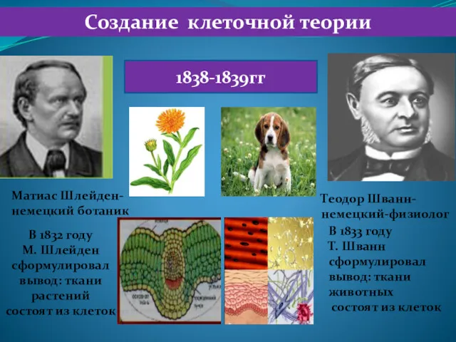 Создание клеточной теории Теодор Шванн-немецкий-физиолог 1838-1839гг В 1832 году М.