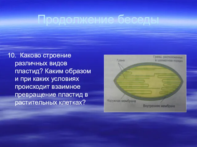 Продолжение беседы 10. Каково строение различных видов пластид? Каким образом