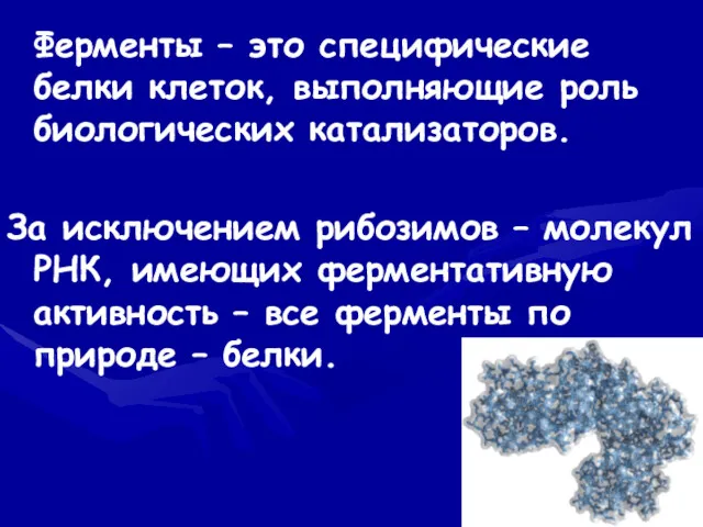 Ферменты – это специфические белки клеток, выполняющие роль биологических катализаторов.