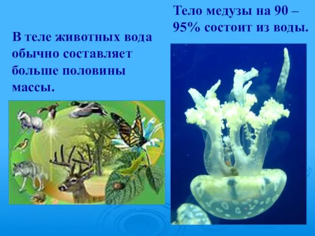 Тело медузы на 90 – 95% состоит из воды. В