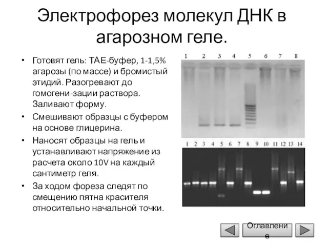 Электрофорез молекул ДНК в агарозном геле. Готовят гель: ТАЕ-буфер, 1-1,5%
