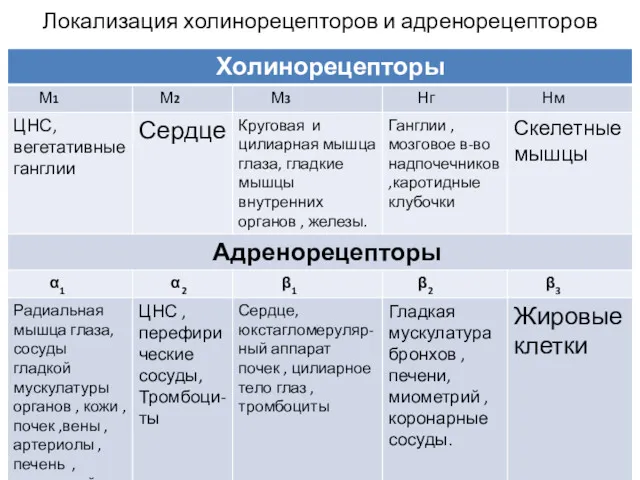 Локализация холинорецепторов и адренорецепторов