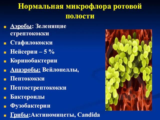 Нормальная микрофлора ротовой полости Аэробы: Зеленящие стрептококки Стафилококки Нейсерии –