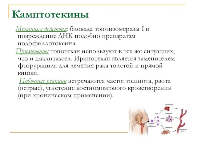 Камптотекины Механизм действия: блокада топоизомеразы I и повреждение ДНК подобно