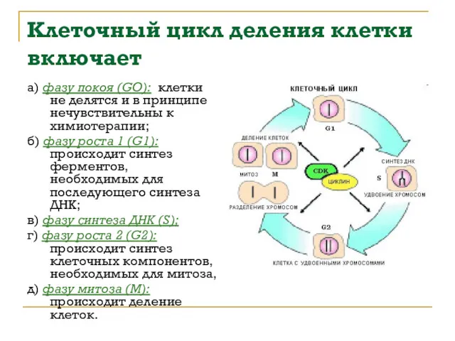 Клеточный цикл деления клетки включает а) фазу покоя (GO): клетки