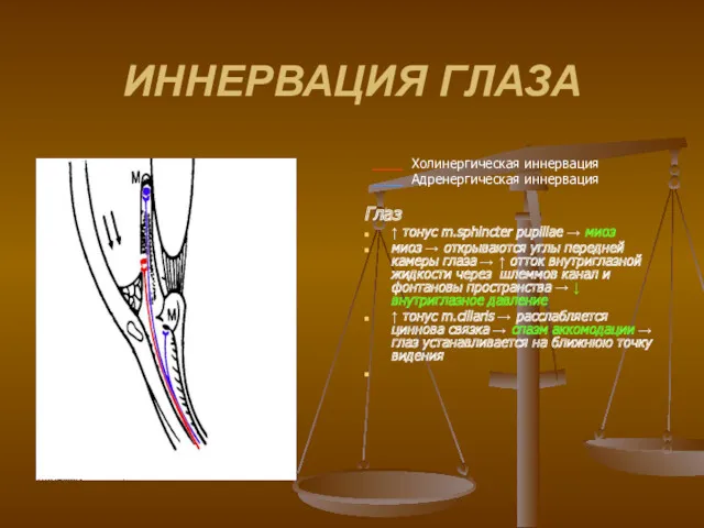 ИННЕРВАЦИЯ ГЛАЗА ____ Холинергическая иннервация ____ Адренергическая иннервация Глаз ↑