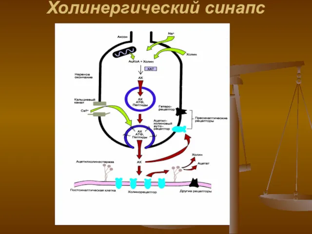 Холинергический синапс