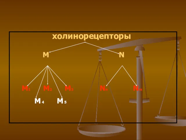 холинорецепторы M N М1 М2 М3 Nn Nm M 4 M 5