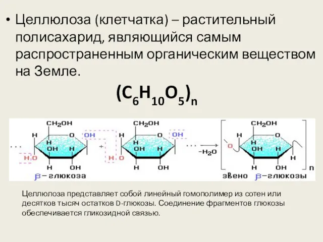 Целлюлоза (клетчатка) – растительный полисахарид, являющийся самым распространенным органическим веществом