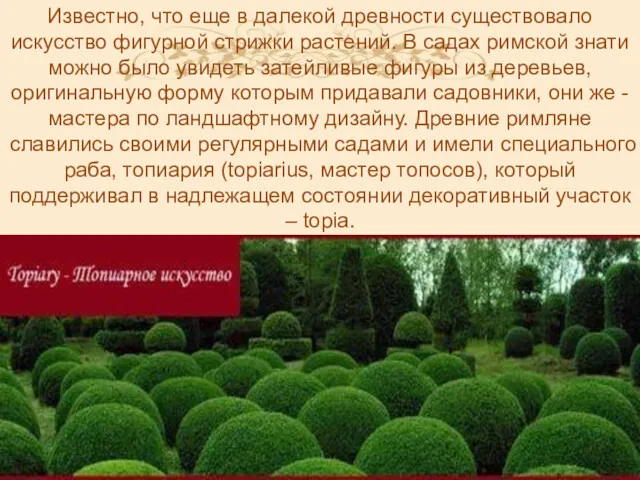 Известно, что еще в далекой древности существовало искусство фигурной стрижки