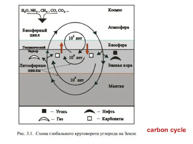 carbon cycle