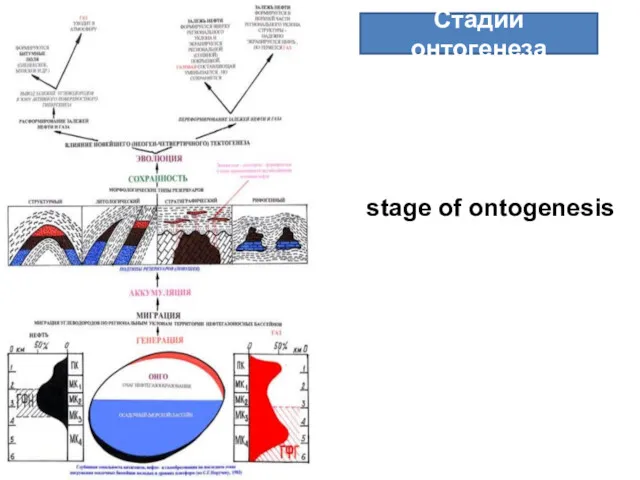 Стадии онтогенеза stage of ontogenesis