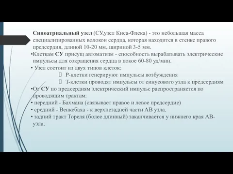 Синоатриальный узел (СУ,узел Киса-Флека) - это небольшая масса специализированных волокон