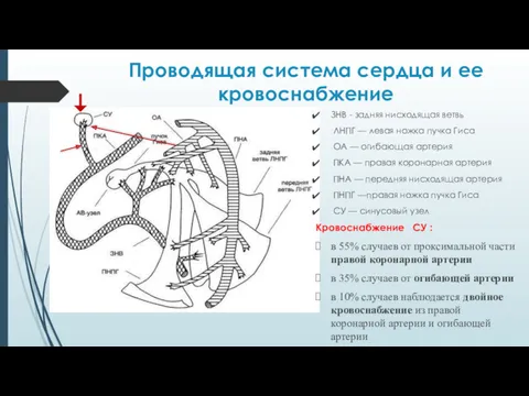 Проводящая система сердца и ее кровоснабжение ЗНВ - задняя нисходящая