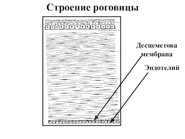 Строение роговицы Десцеметова мембрана Эндотелий