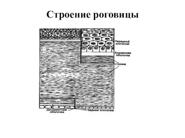 Строение роговицы