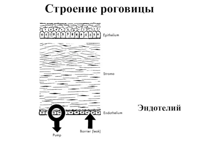 Эндотелий Строение роговицы