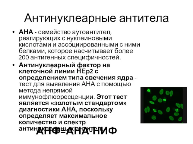 Антинуклеарные антитела АНА - семейство аутоантител, реагирующих с нуклеиновыми кислотами и ассоциированными с