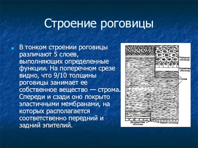 Строение роговицы В тонком строении роговицы различают 5 слоев, выполняющих