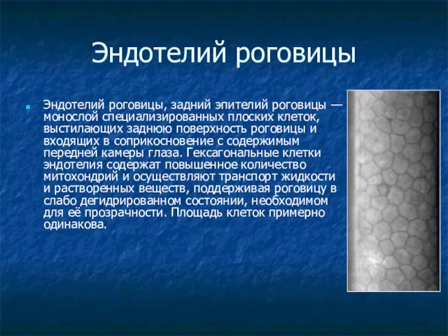 Эндотелий роговицы Эндотелий роговицы, задний эпителий роговицы — монослой специализированных