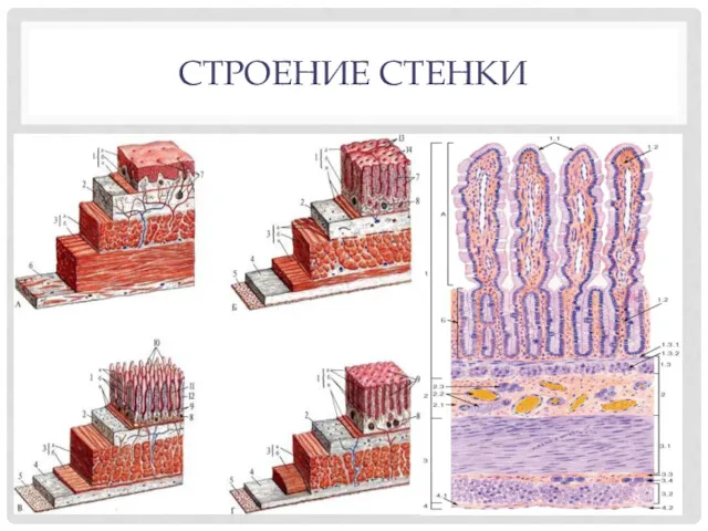 СТРОЕНИЕ СТЕНКИ