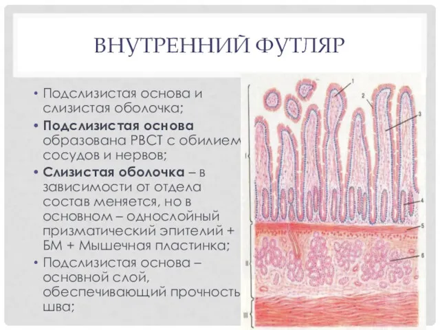 ВНУТРЕННИЙ ФУТЛЯР Подслизистая основа и слизистая оболочка; Подслизистая основа образована