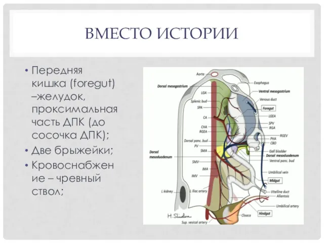 ВМЕСТО ИСТОРИИ Передняя кишка (foregut) –желудок, проксимальная часть ДПК (до