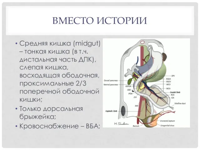 ВМЕСТО ИСТОРИИ Средняя кишка (midgut) – тонкая кишка (в т.ч.