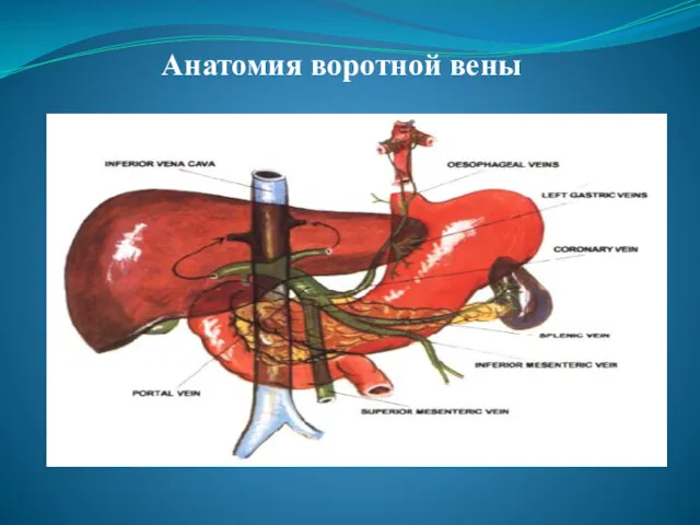 Анатомия воротной вены