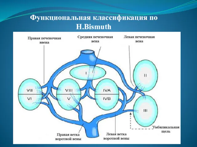 Функциональная классификация по H.Bismuth
