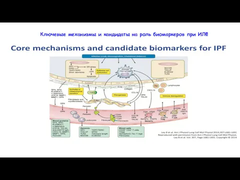 Ключевые механизмы и кандидаты на роль биомаркеров при ИЛФ