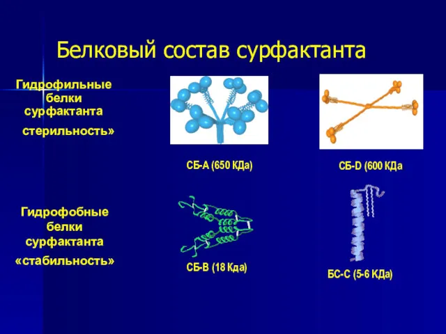 Белковый состав сурфактанта СБ-A (650 КДа) СБ-D (600 КДа) Гидрофобные