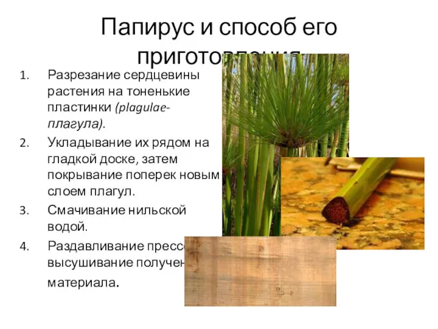 Папирус и способ его приготовления Разрезание сердцевины растения на тоненькие