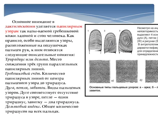 Основное внимание в дактилоскопии уделяется папилярным узорам так назы-ваемой гребешковой