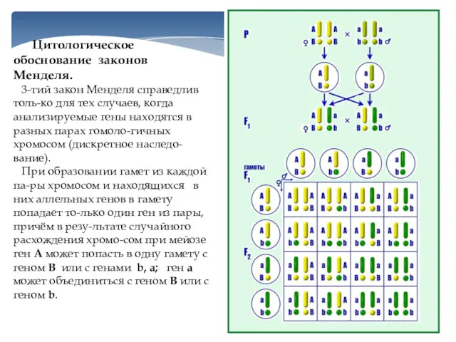 Цитологическое обоснование законов Менделя. 3-тий закон Менделя справедлив толь-ко для