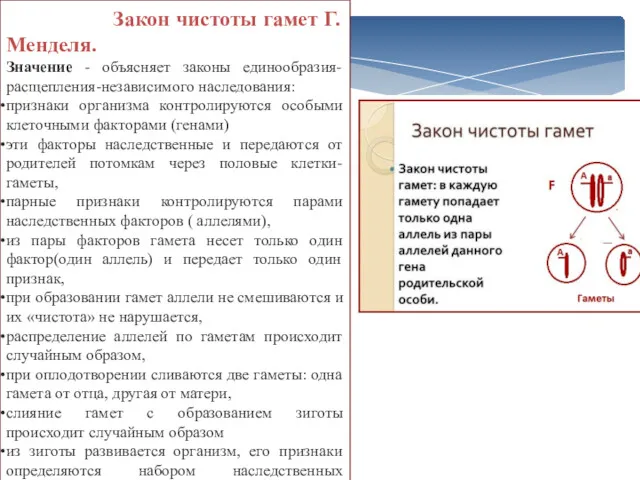 Закон чистоты гамет Г.Менделя. Значение - объясняет законы единообразия-расщепления-независимого наследования: