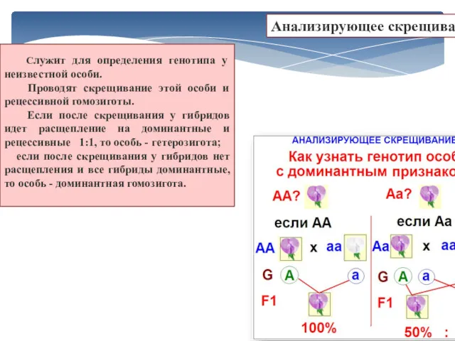 Служит для определения генотипа у неизвестной особи. Проводят скрещивание этой