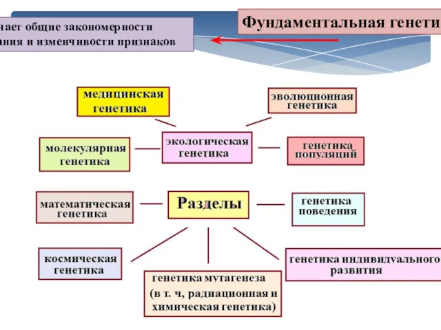 Фундаментальная генетика Изучает общие закономерности наследования и изменчивости признаков