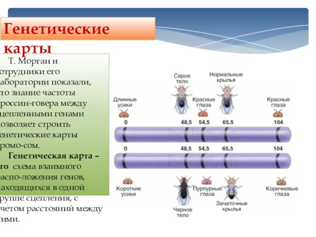 Т. Морган и сотрудники его лаборатории показали, что знание частоты
