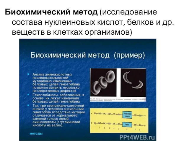 Биохимический метод (исследование состава нуклеиновых кислот, белков и др.веществ в клетках организмов)