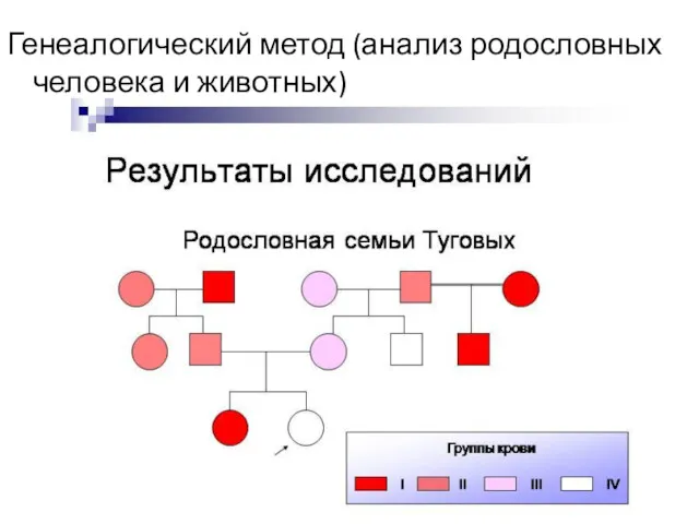 Генеалогический метод (анализ родословных человека и животных)