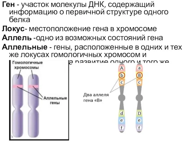 Ген - участок молекулы ДНК, содержащий информацию о первичной структуре