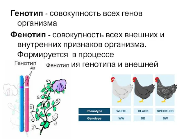 Генотип - совокупность всех генов организма Фенотип - совокупность всех