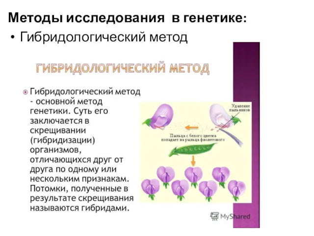 Методы исследования в генетике: Гибридологический метод