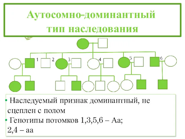 Аутосомно-доминантный тип наследования Наследуемый признак доминантный, не сцеплен с полом