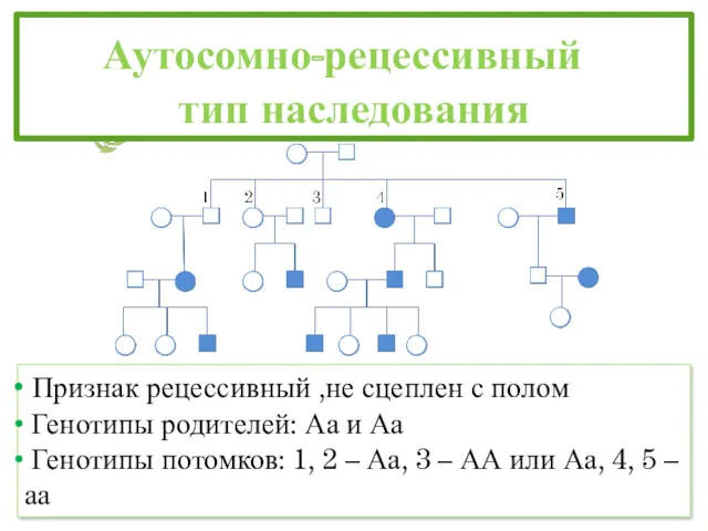 Аутосомно-рецессивный тип наследования Признак рецессивный ,не сцеплен с полом Генотипы