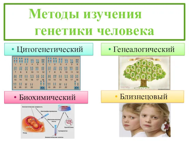 Методы изучения генетики человека Генеалогический Цитогенетический Близнецовый Биохимический